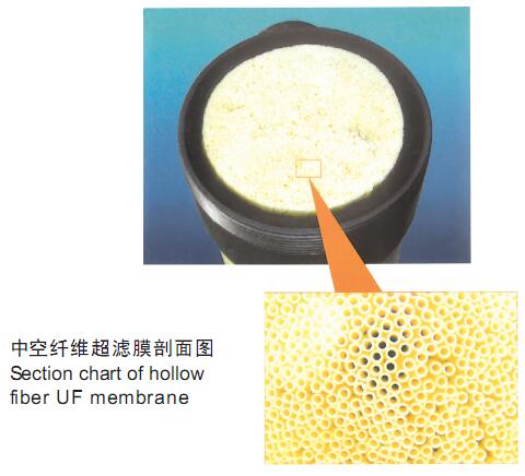 超濾膜截面結(jié)構(gòu)